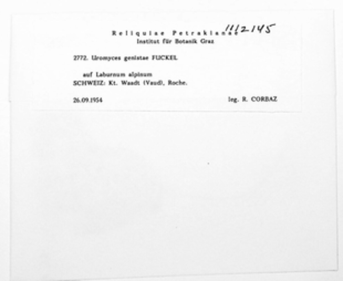 Uromyces genistae image